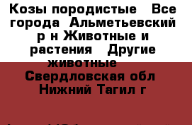 Козы породистые - Все города, Альметьевский р-н Животные и растения » Другие животные   . Свердловская обл.,Нижний Тагил г.